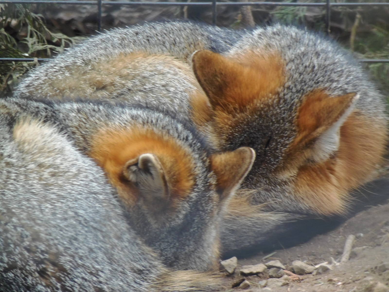 Alligator Alley- Gray Foxes Snuggling