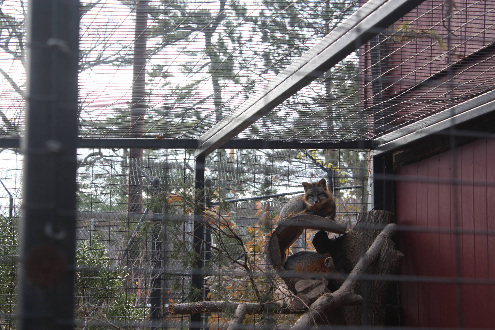 Alligator Alley- Gray Foxes