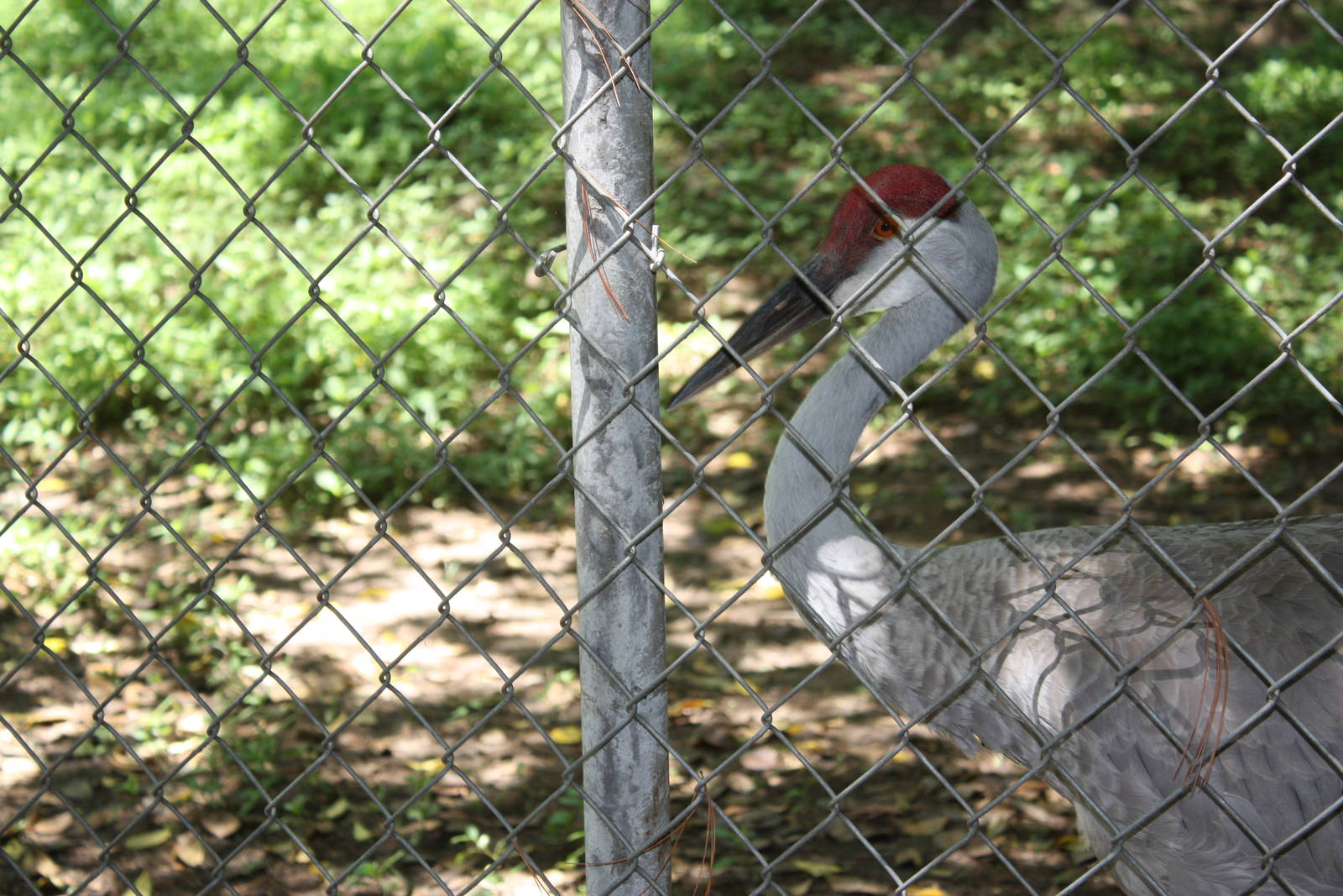 Alligator Alley- Greater Sandhill Crane