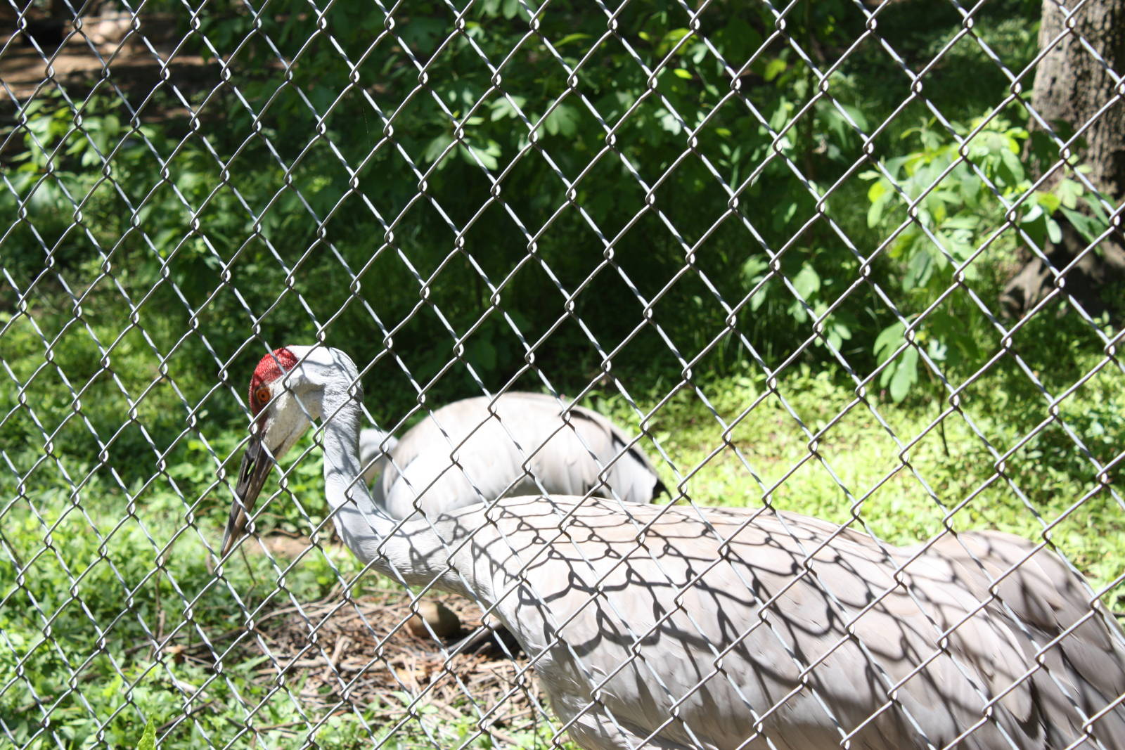 Alligator Alley- Greater Sandhill Crane