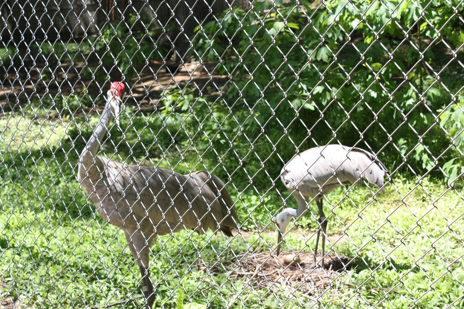 Alligator Alley- Greater Sandhill Crane