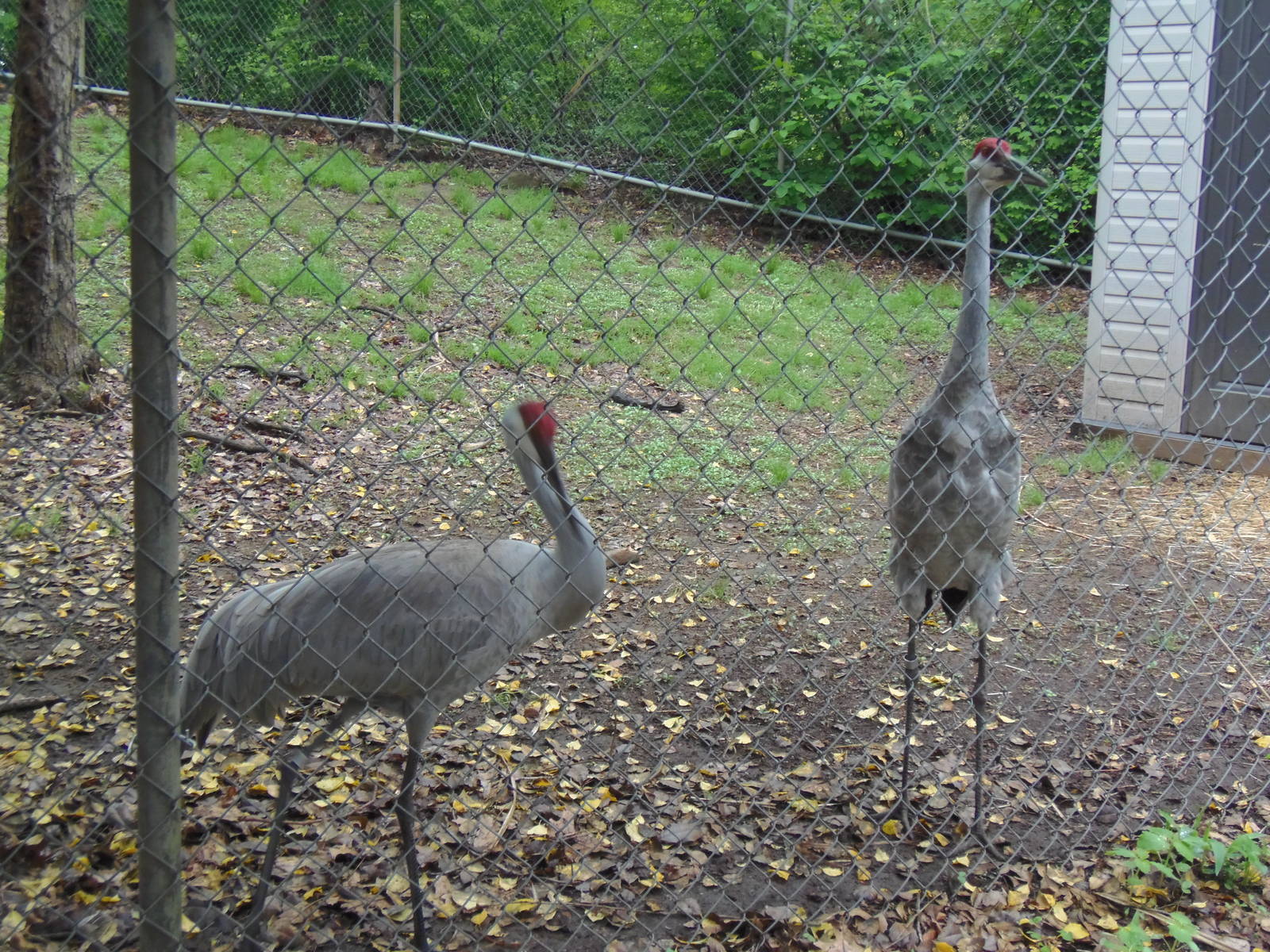 Alligator Alley- Greater Sandhill Cranes