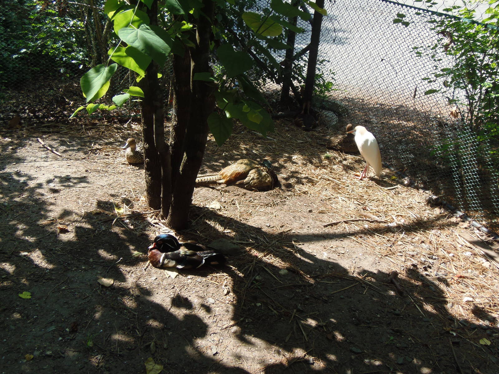 Alligator Alley- Identify All 5 Bird Species!