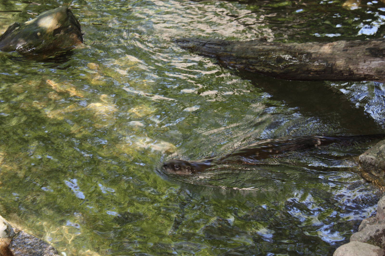 Alligator Alley- North American River Otter