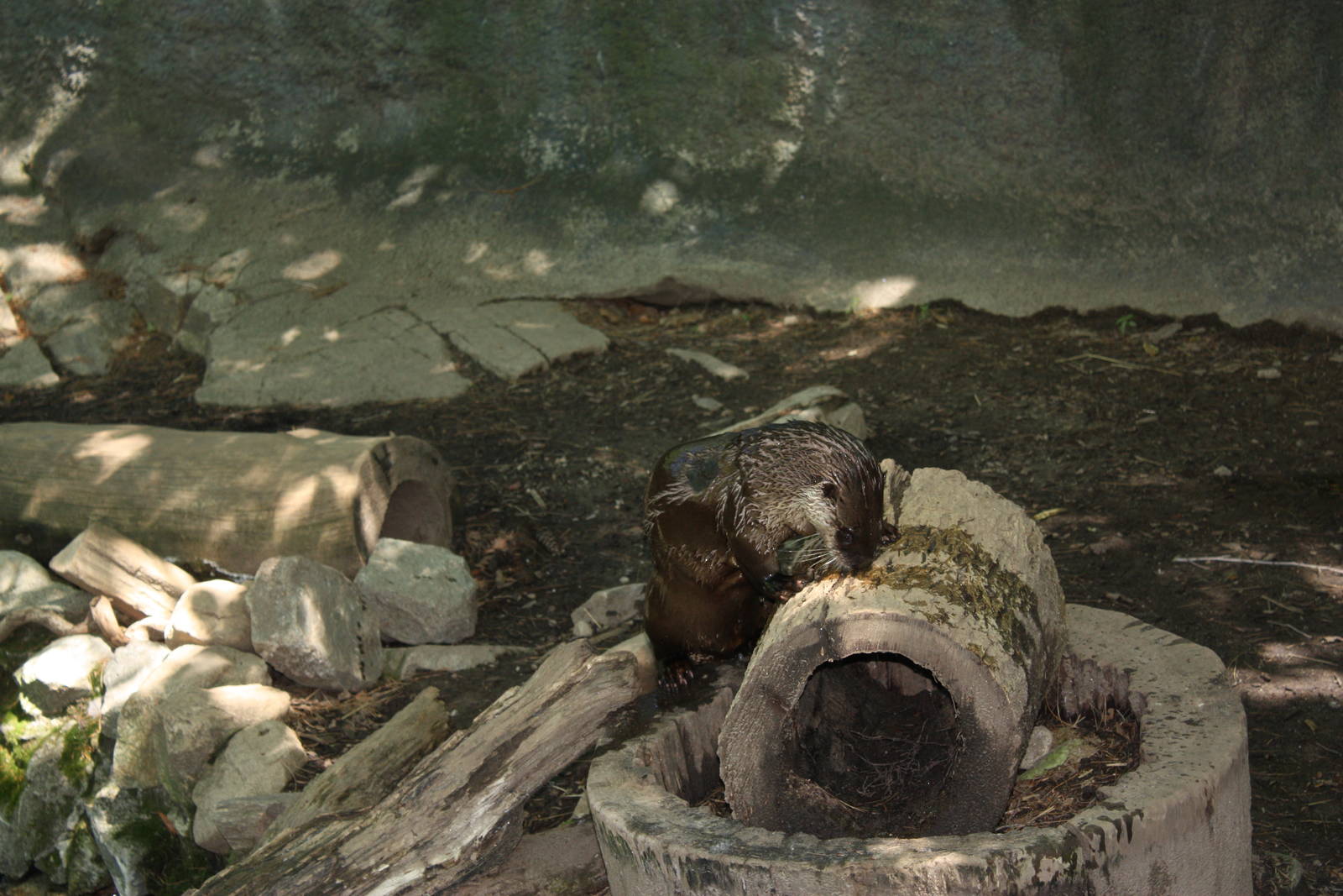 Alligator Alley- North American River Otter