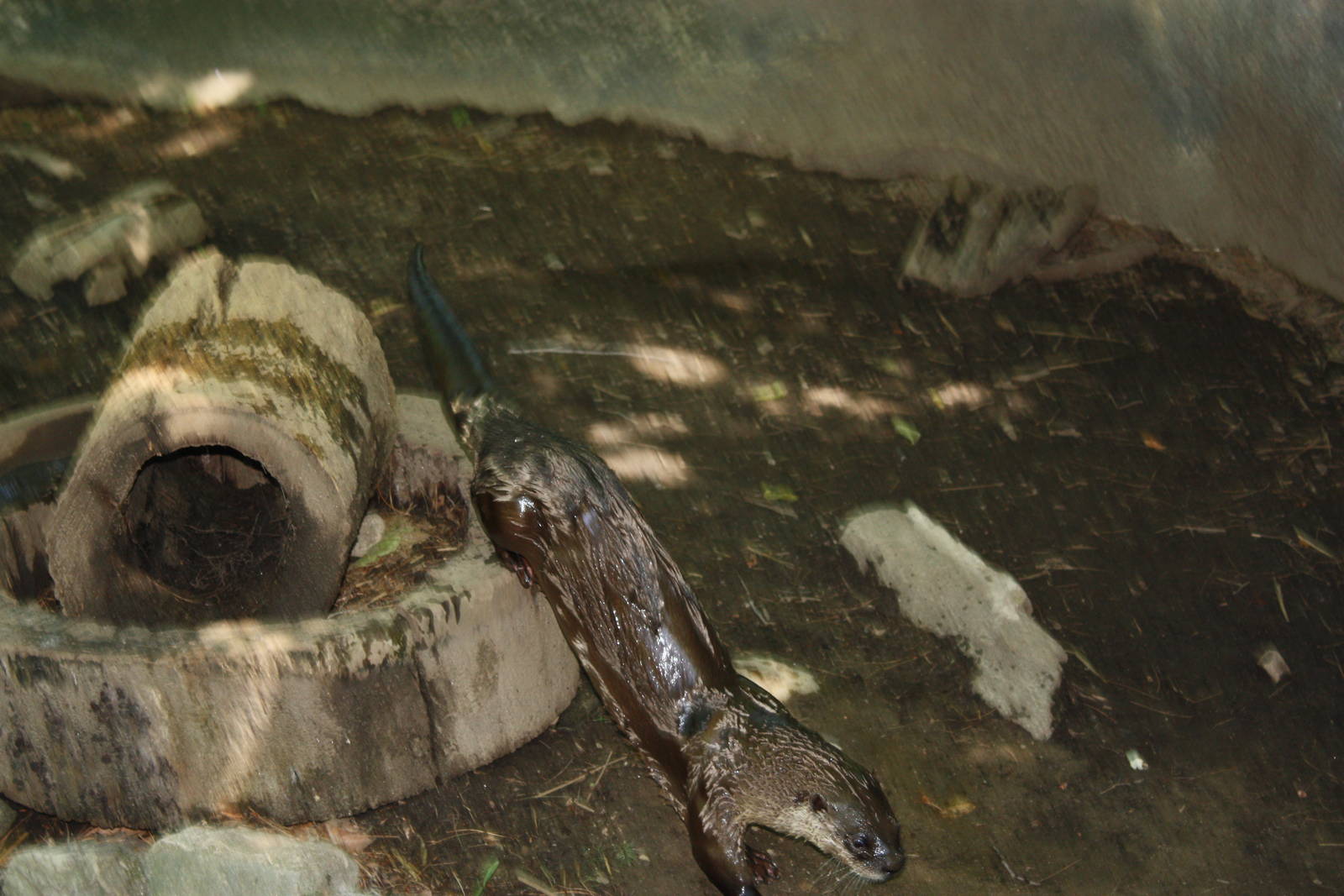 Alligator Alley- North American River Otter