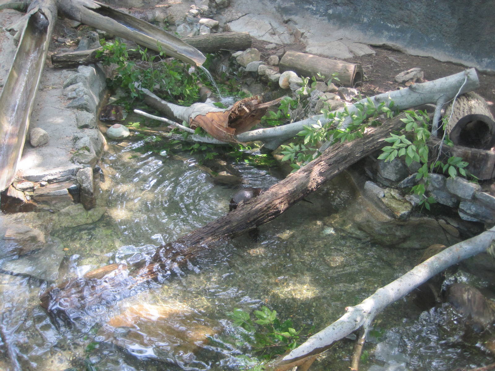Alligator Alley- North American River Otter