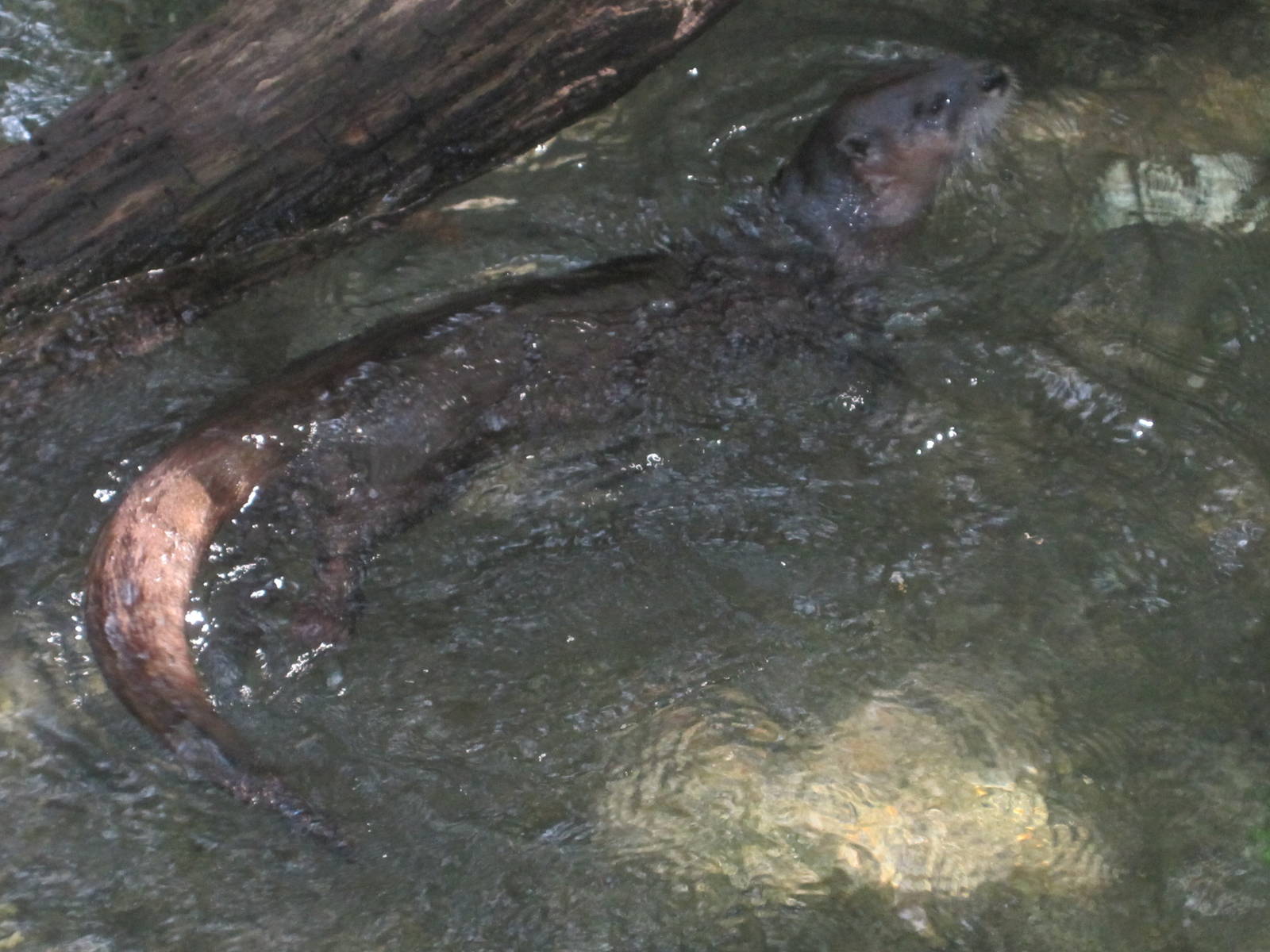 Alligator Alley- North American River Otter