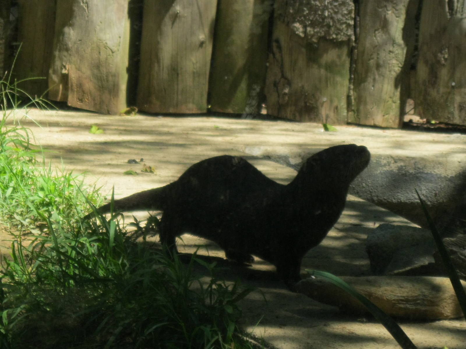 Alligator Alley- North American River Otter