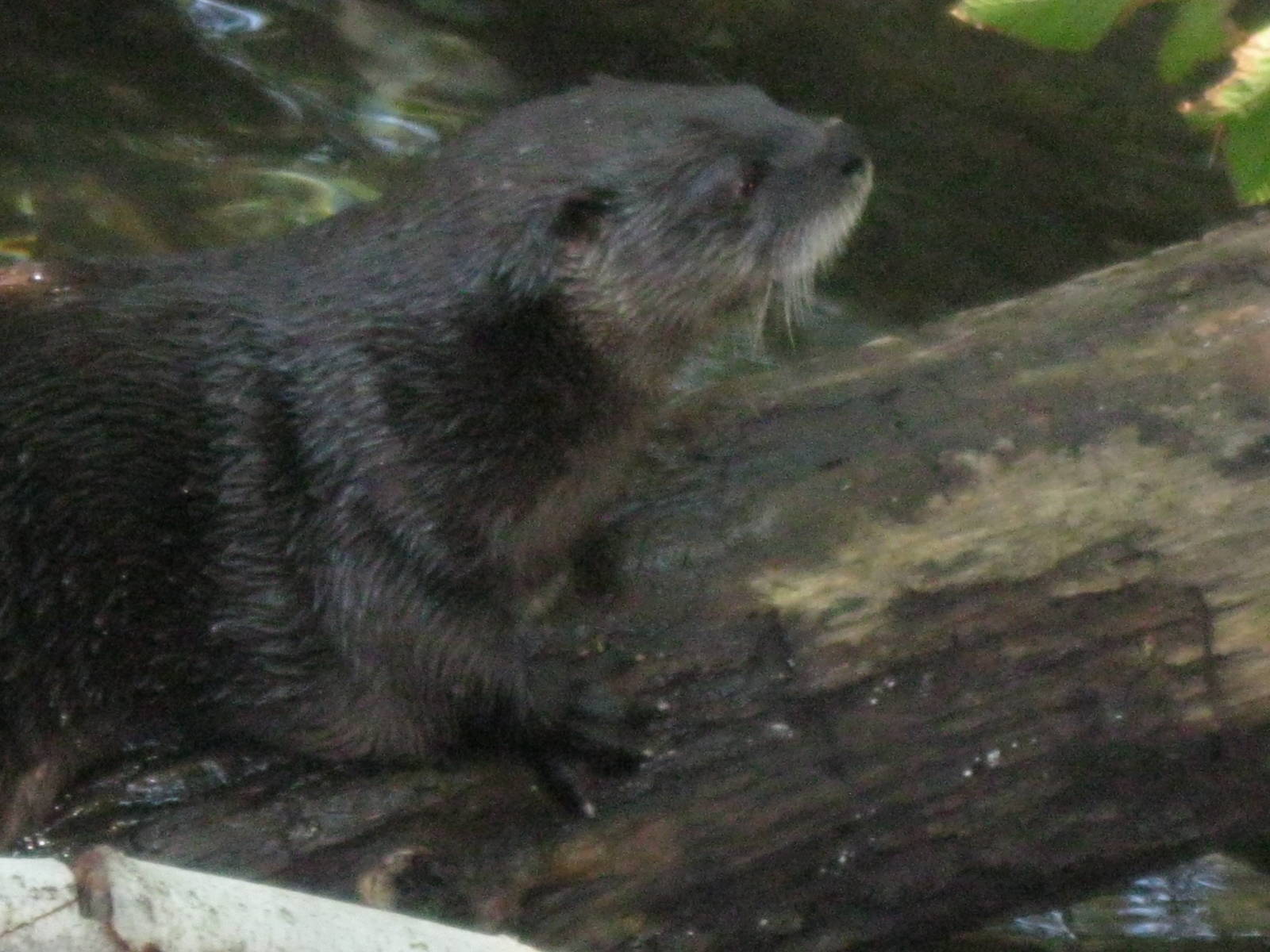 Alligator Alley- North American River Otter