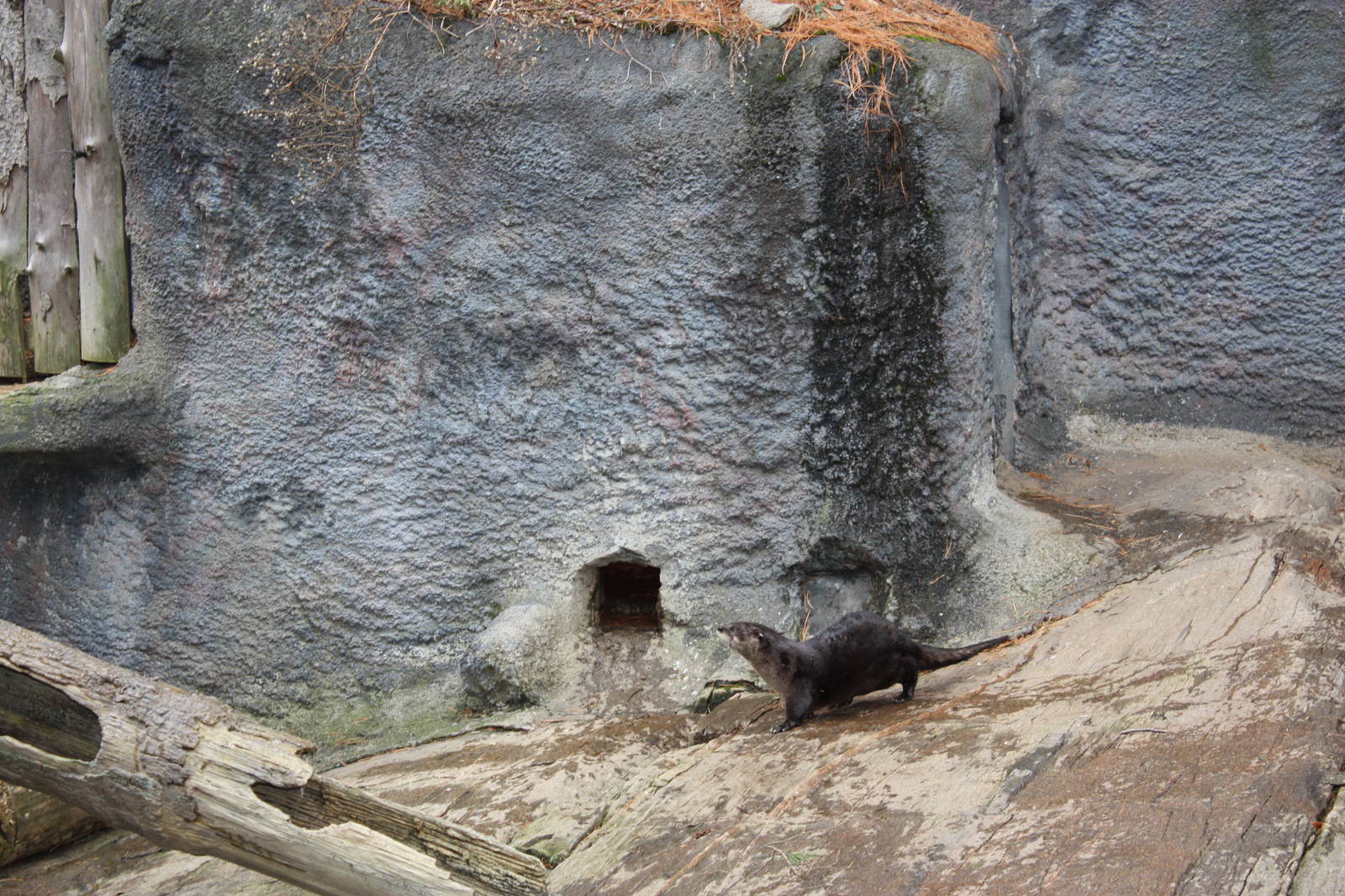Alligator Alley- North American River Otter