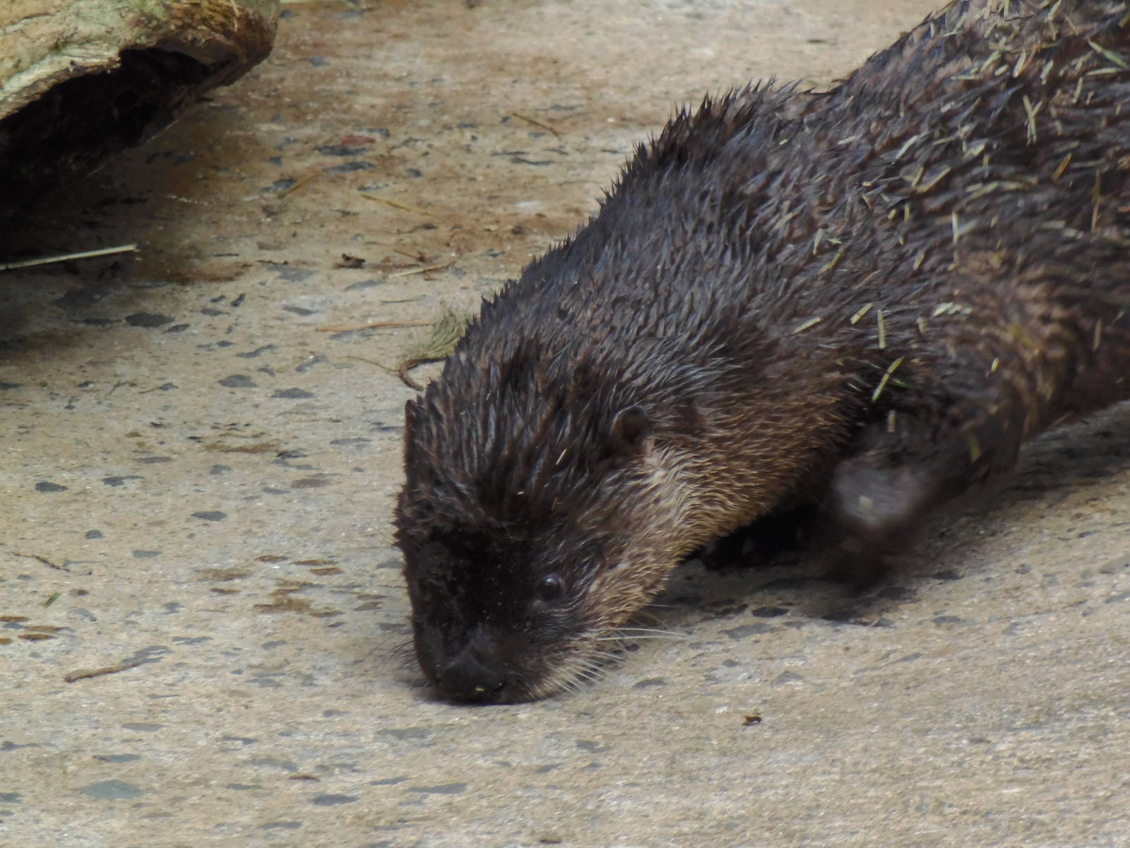 Alligator Alley- North American River Otter