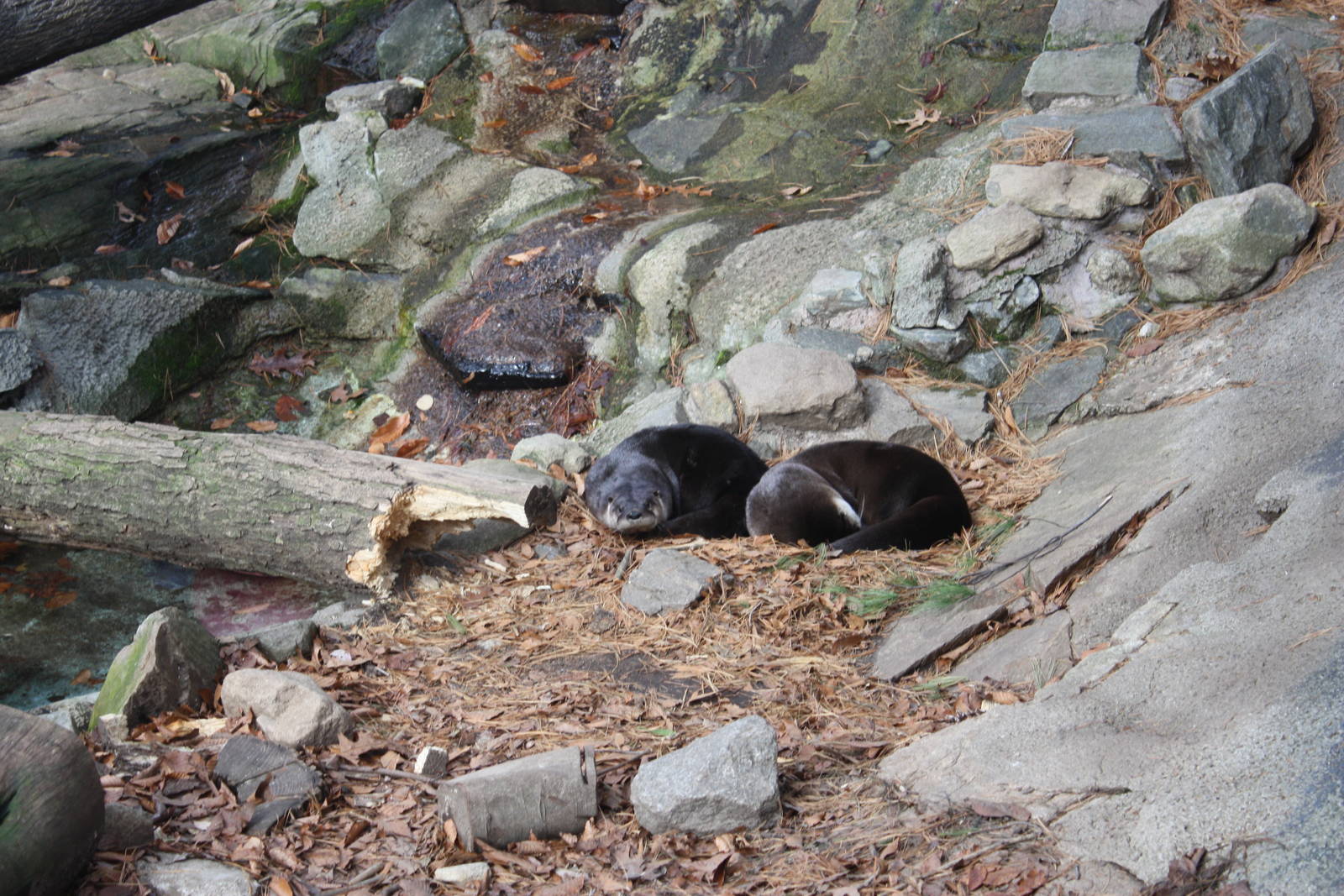 Alligator Alley- North American River Otters