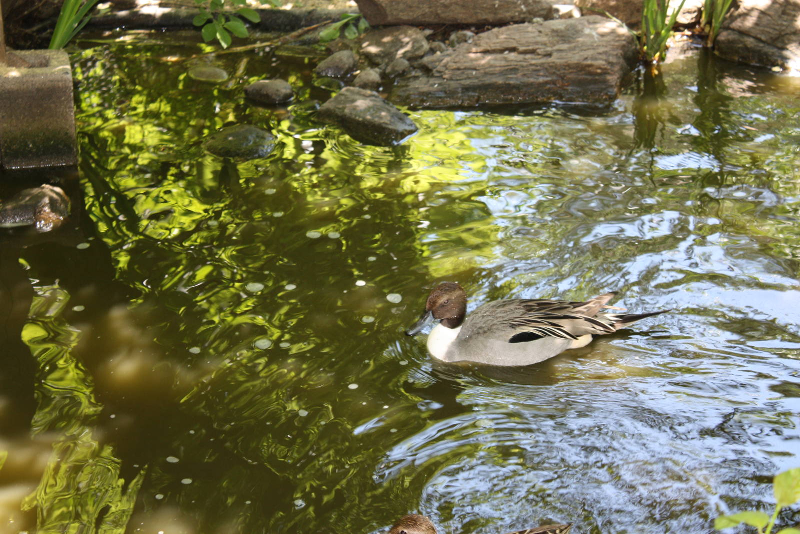 Alligator Alley- Northern Pintail