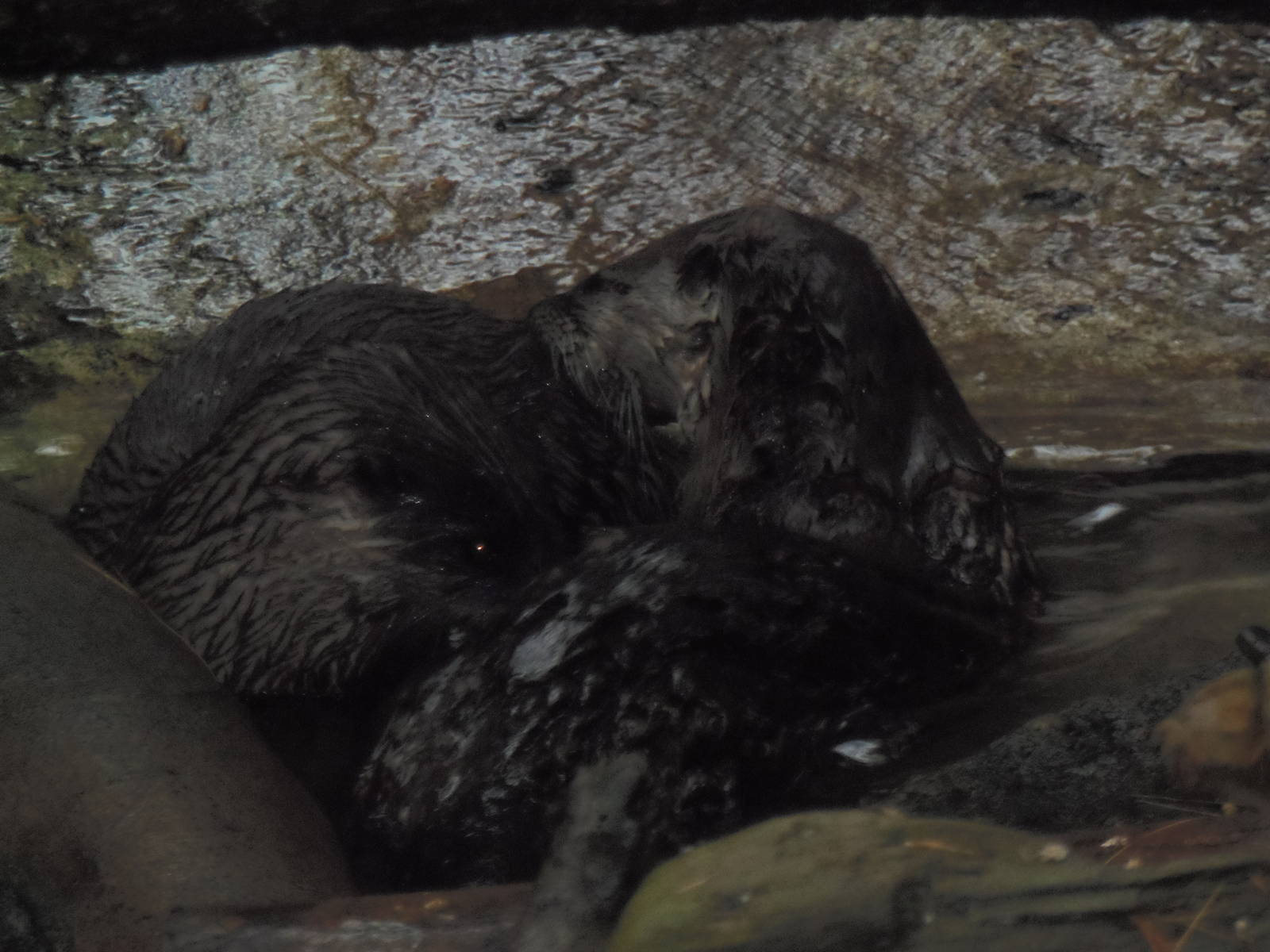 Alligator Alley- Otters Grooming