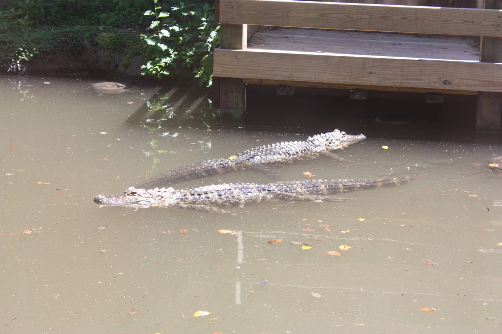 Alligator Alley- Pair of Gators