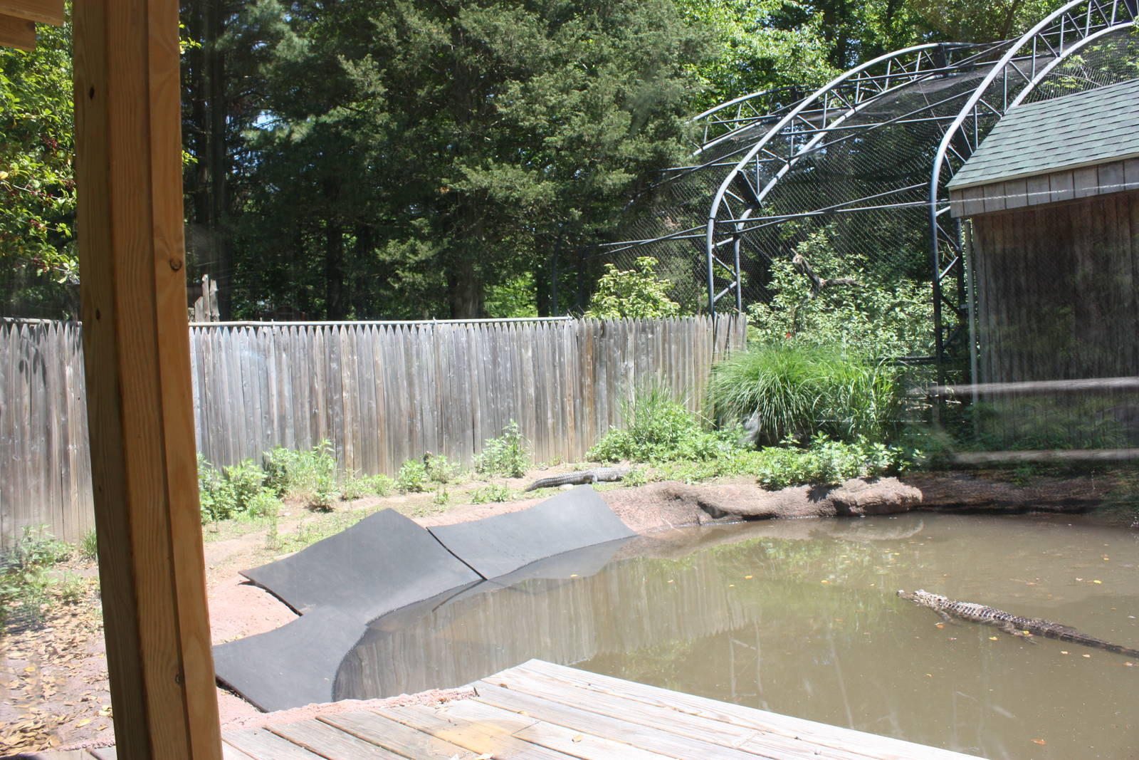 Alligator Alley- Part 1 of Alligator Exhibit