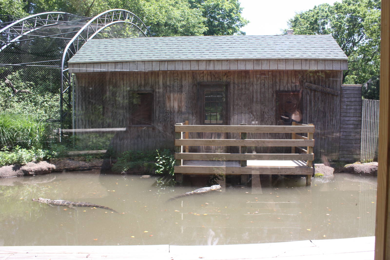 Alligator Alley- Part 2 of Alligator Exhibit