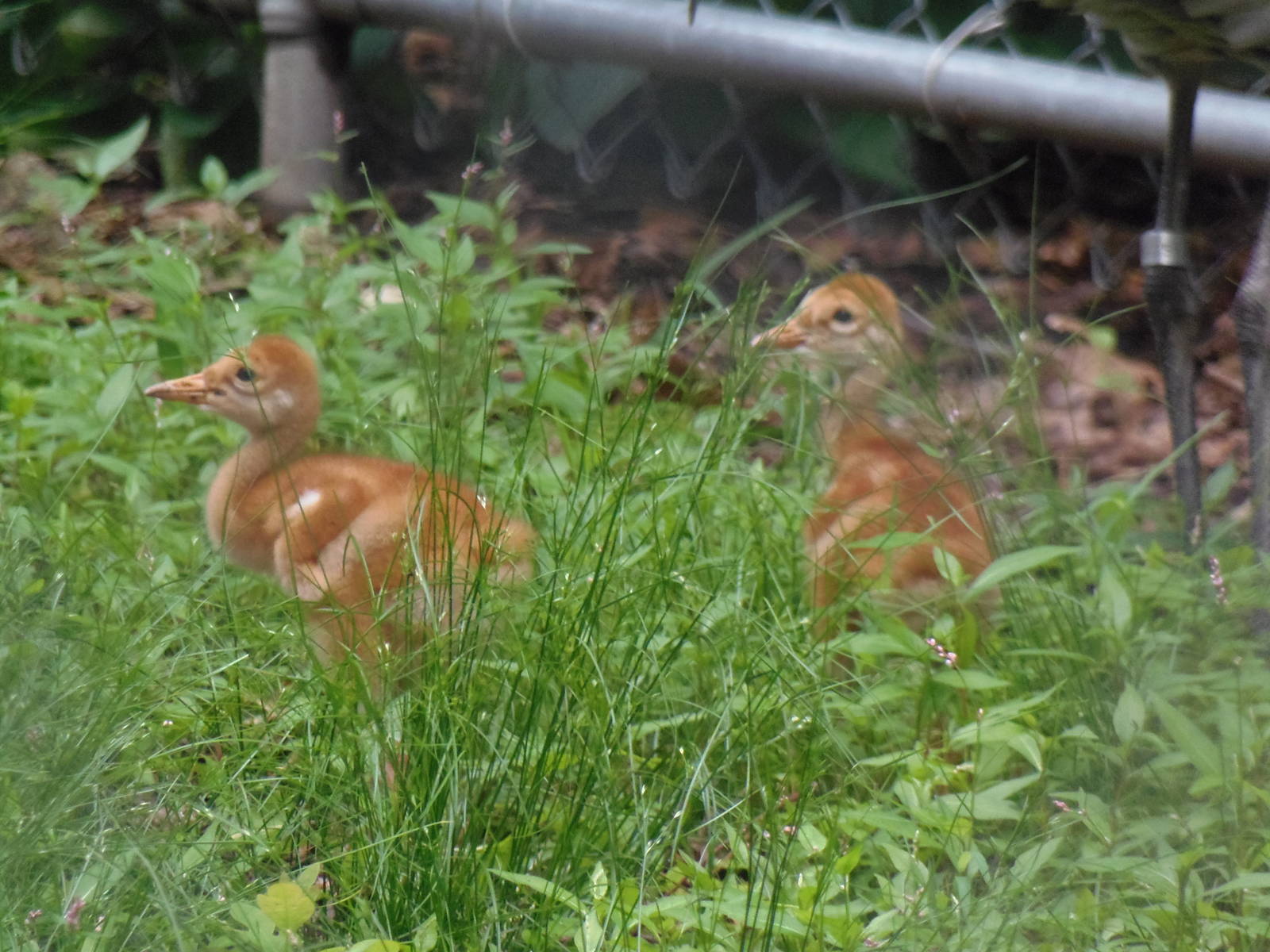 Alligator Alley- Sandhill Crane Chicks