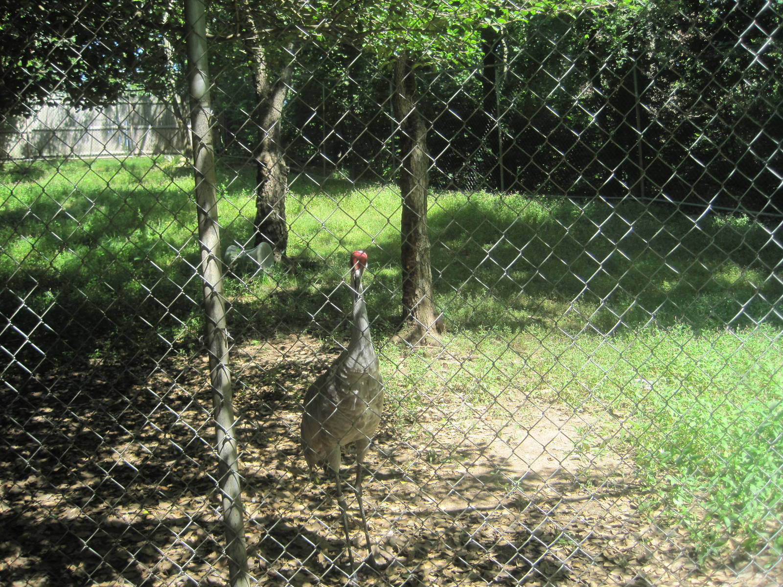 Alligator Alley- Sandhill Crane Exhibit