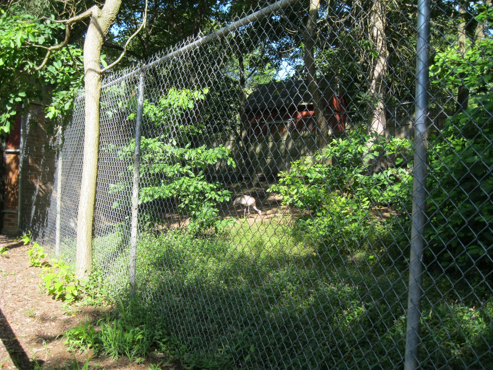 Alligator Alley- Sandhill Crane Exhibit