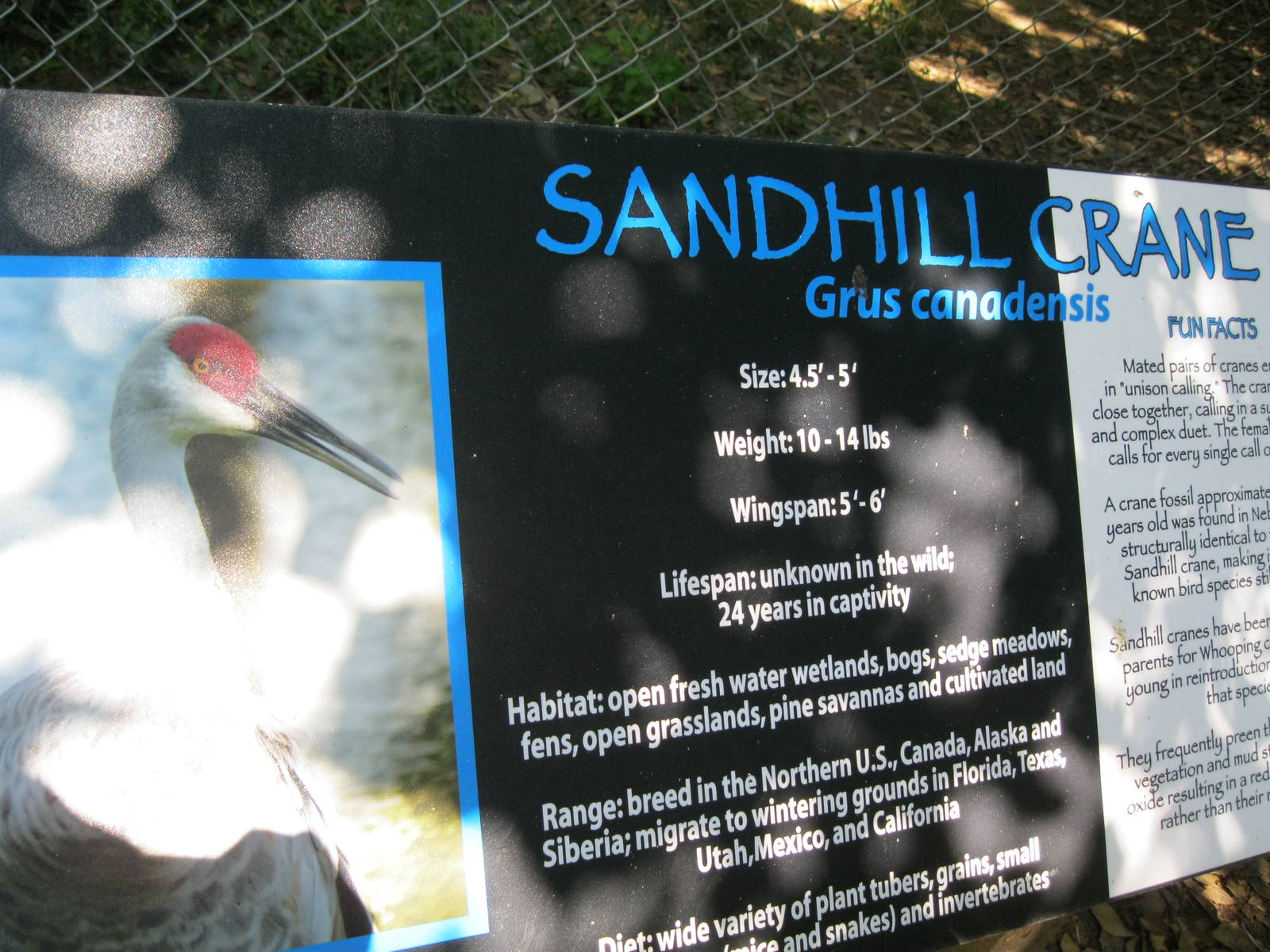 Alligator Alley- Sandhill Crane Sign