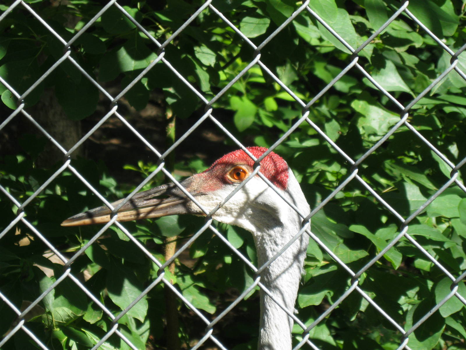 Alligator Alley- Sandhill Crane