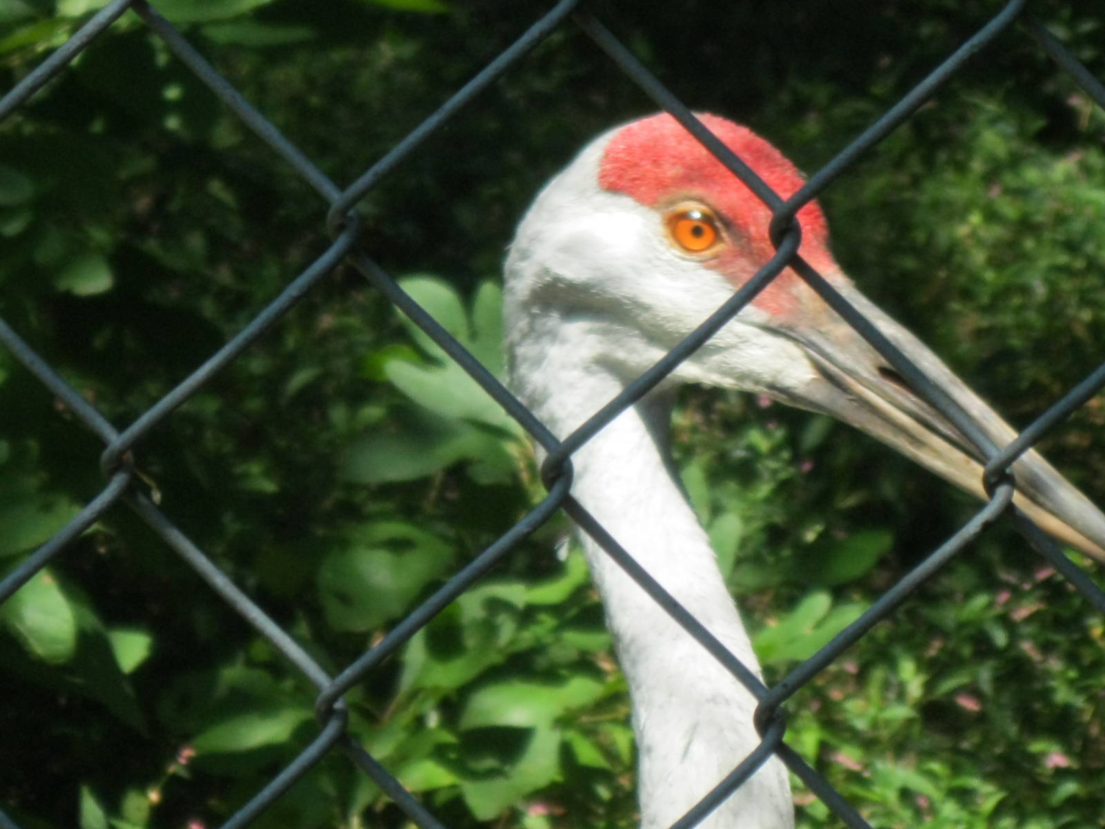 Alligator Alley- Sandhill Crane