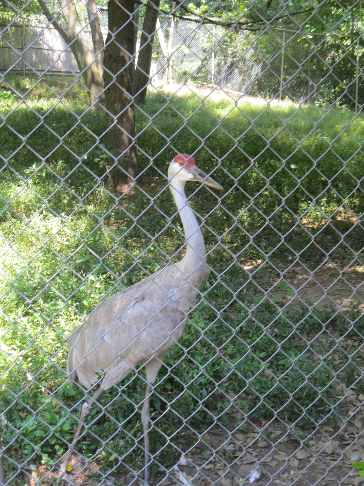 Alligator Alley- Sandhill Crane