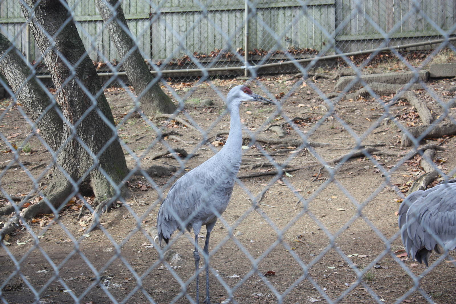Alligator Alley- Sandhill Cranes