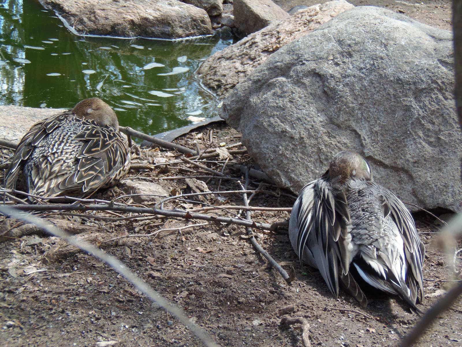 Alligator Alley- Sleeping Pintails