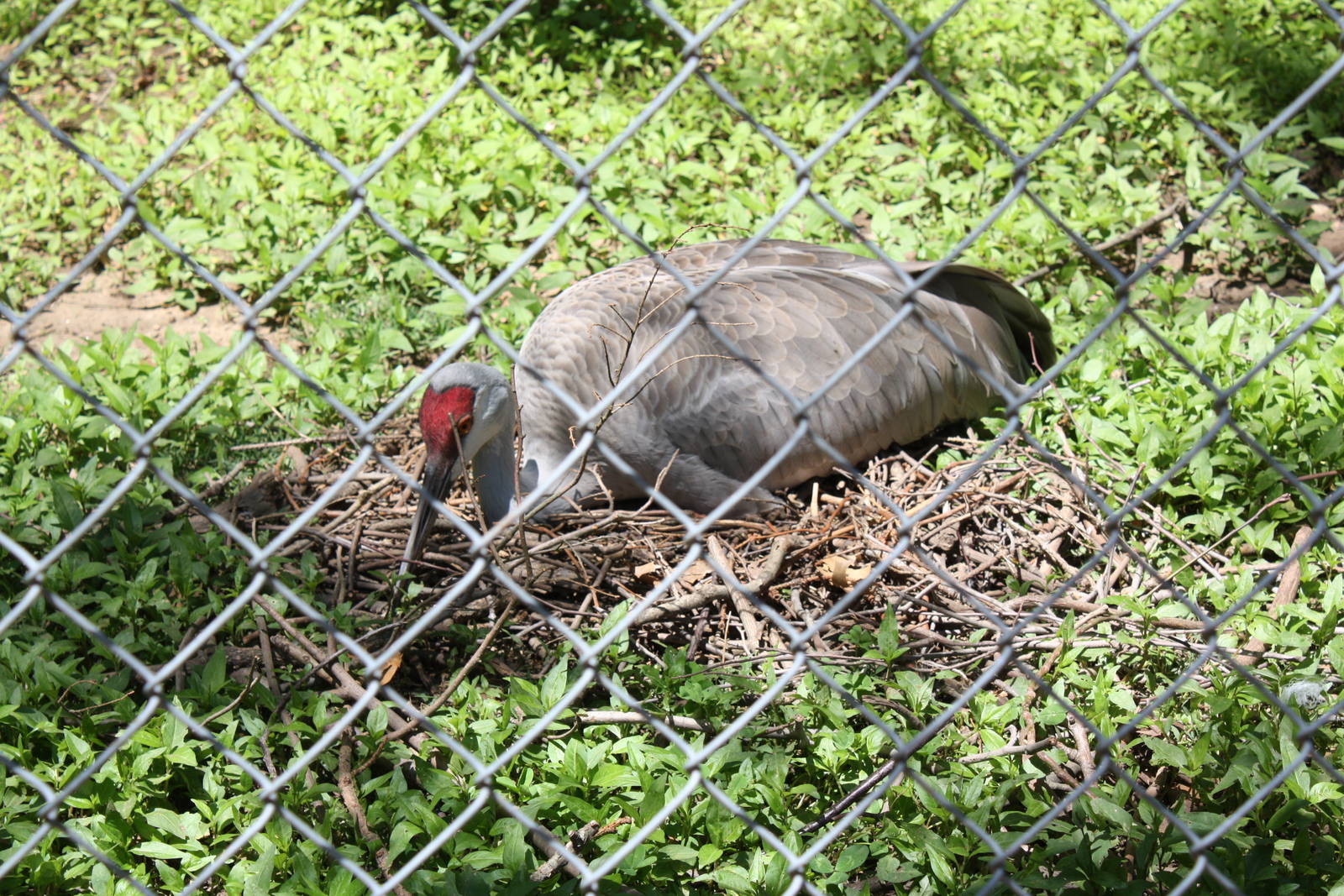 Alligator Alley- Soon-To-Be-Mom