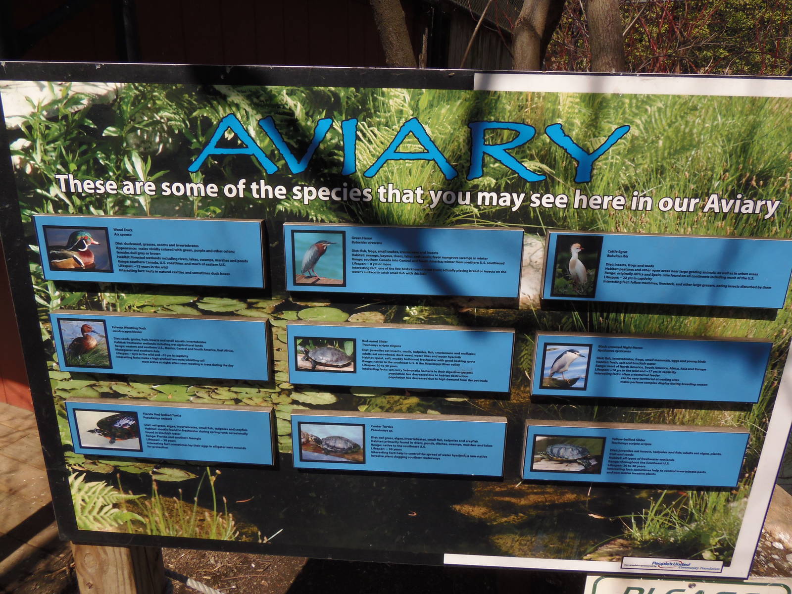 Alligator Alley- Species in the Aviary