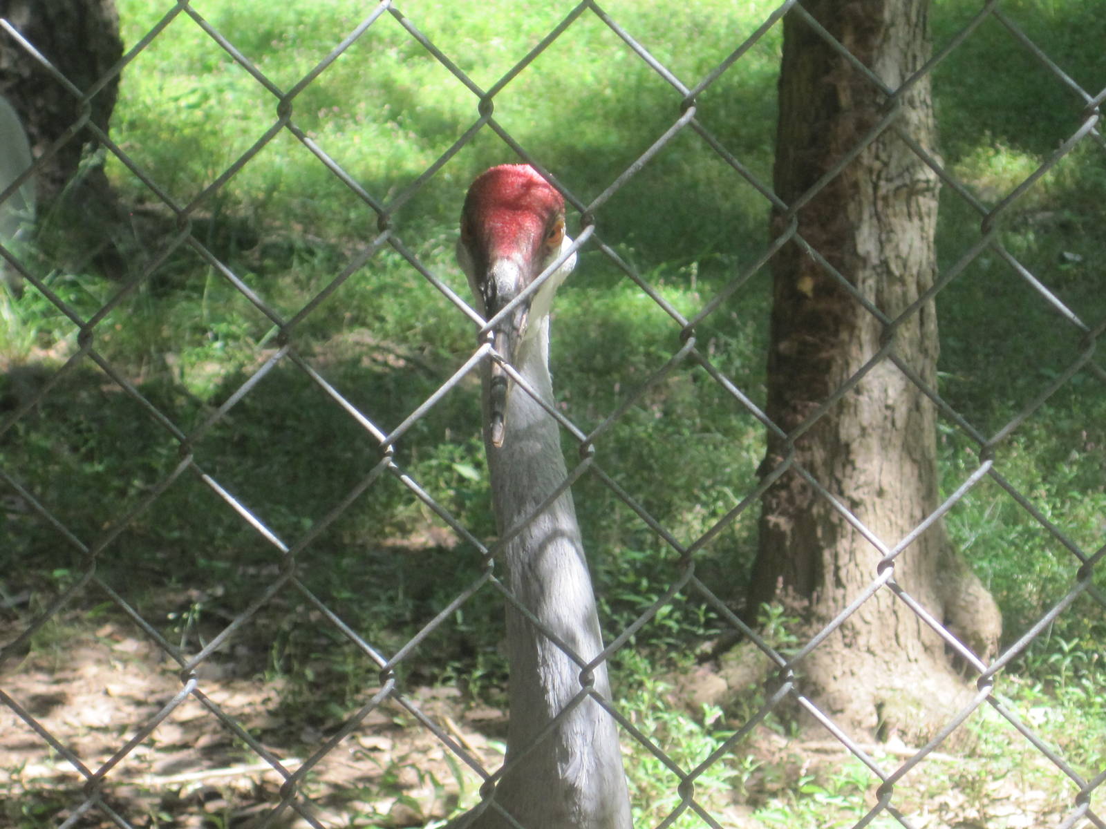 Alligator Alley- Stare of the Sandhill