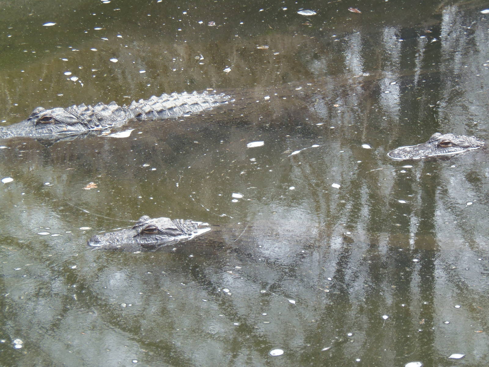 Alligator Alley- Trio of Gators