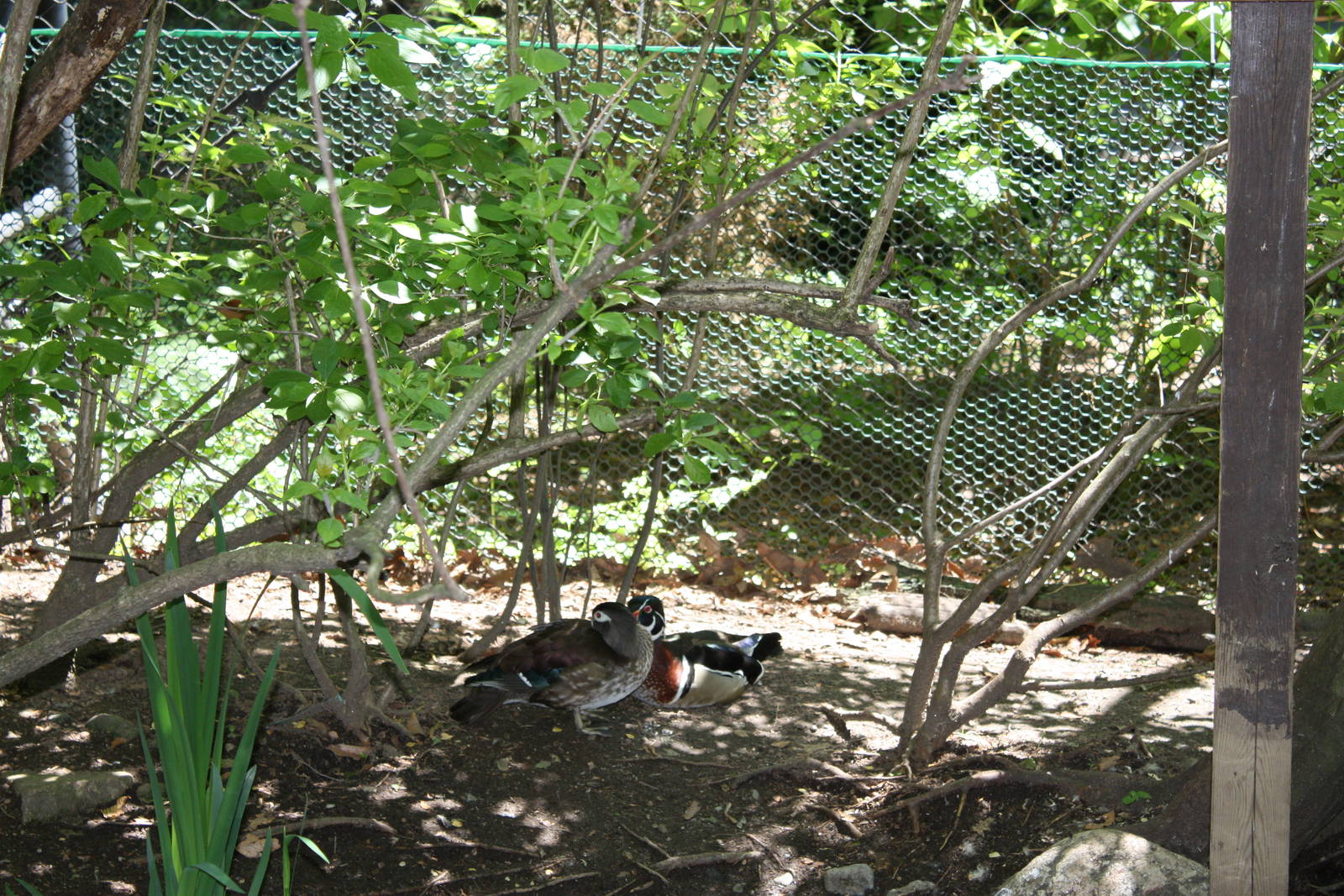 Alligator Alley- Wood Ducks