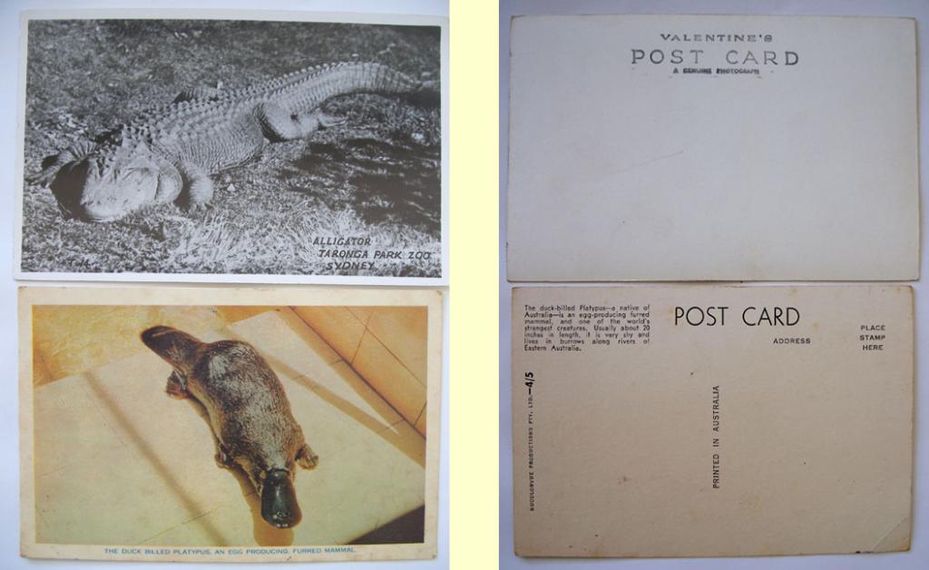 Alligator and Platypus