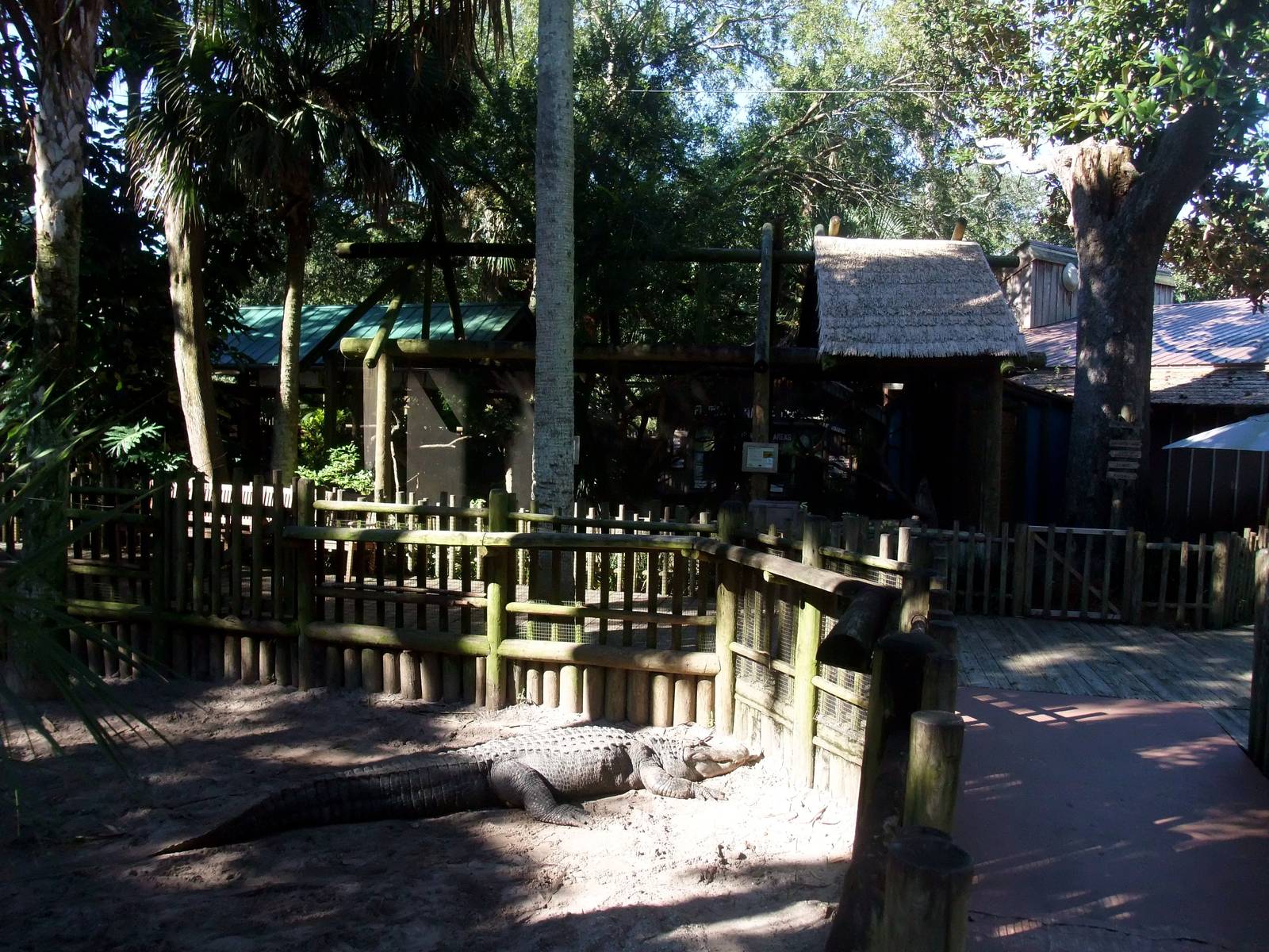 Alligator and Small Mammal Enclosure at St. Augustine, 11/10/13