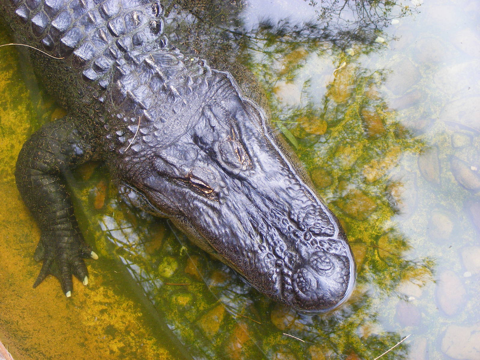 Alligator - April, 2010