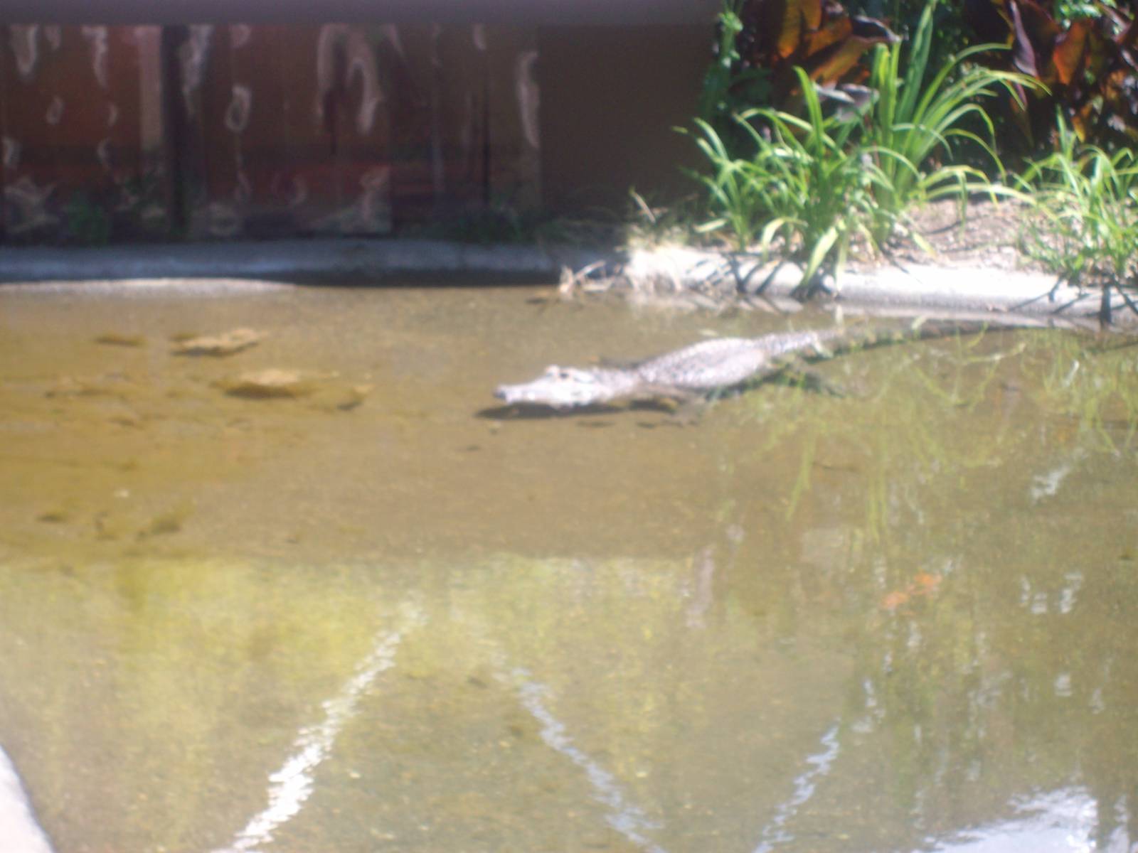 Alligator at Wildlife Safari