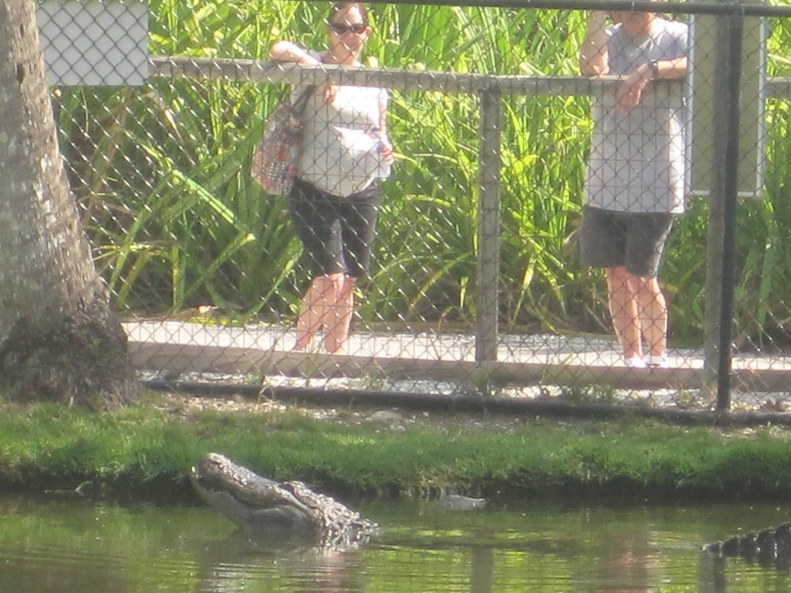Alligator Bay- American Alligator