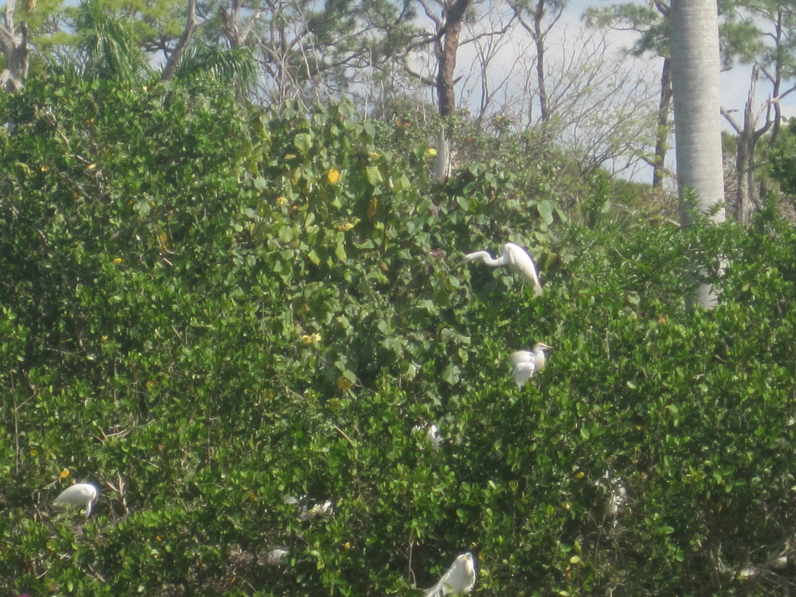 Alligator Bay- Great Egrets