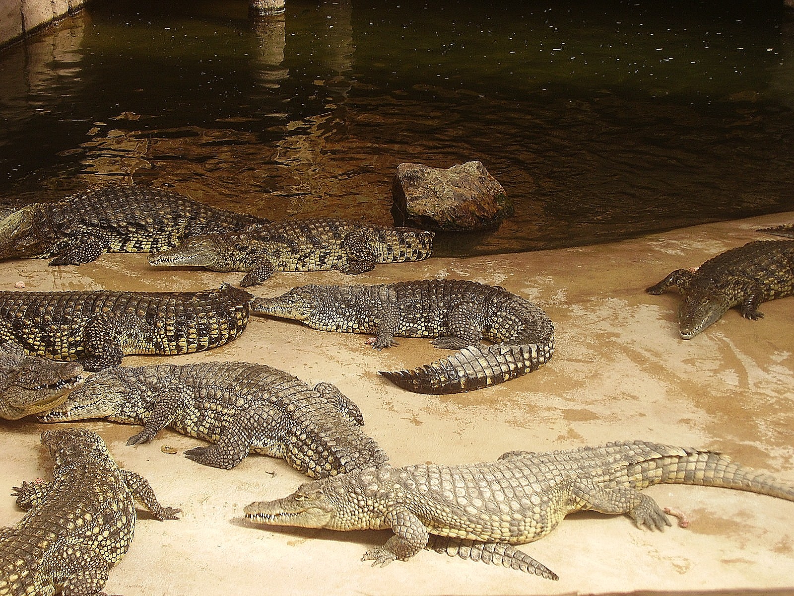 Alligator Bay