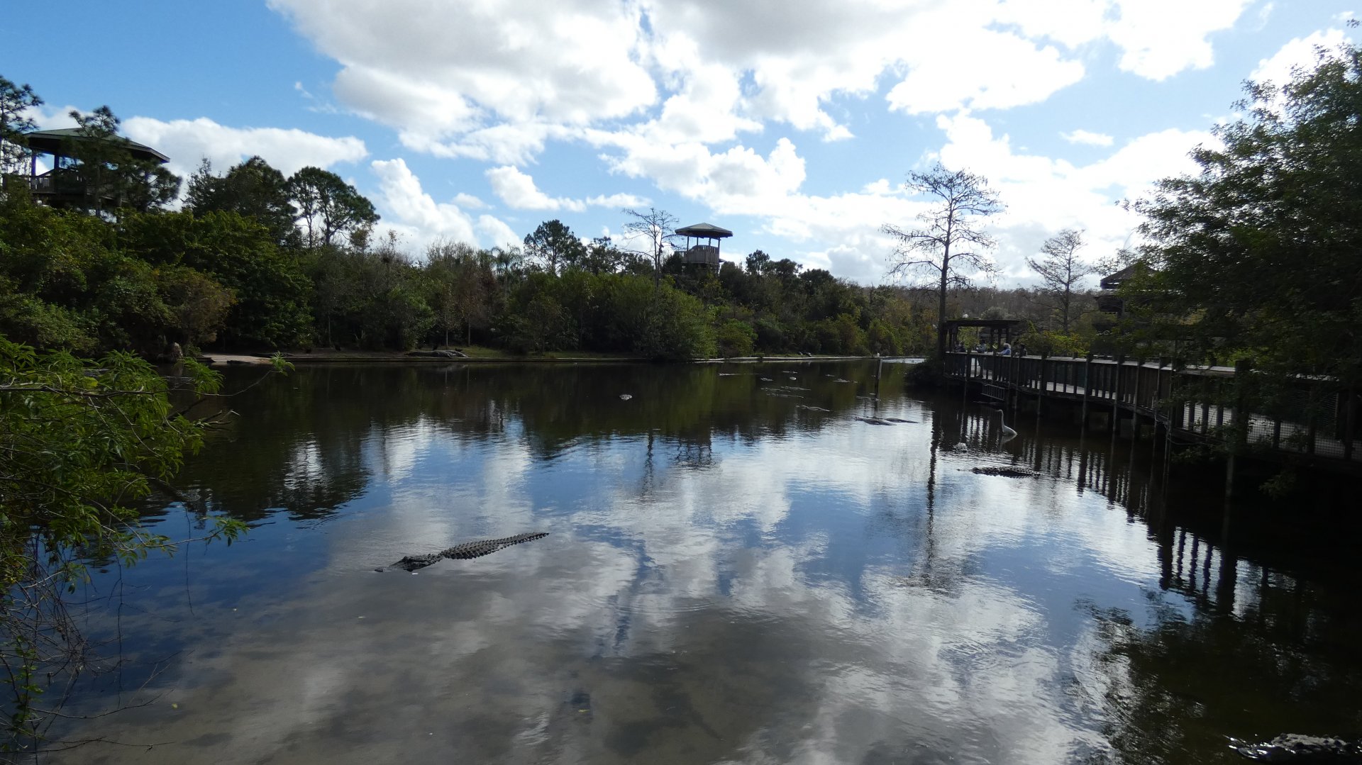 Alligator Breeding Marsh - Jan. 2022