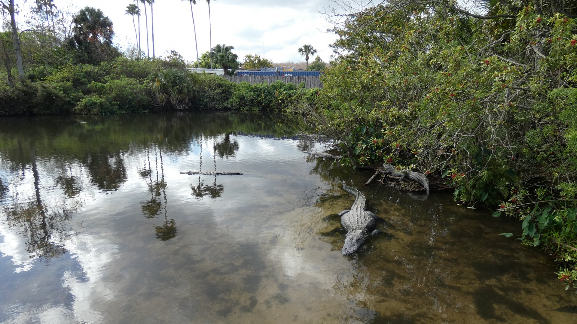 Alligator Breeding Marsh - Jan. 2022