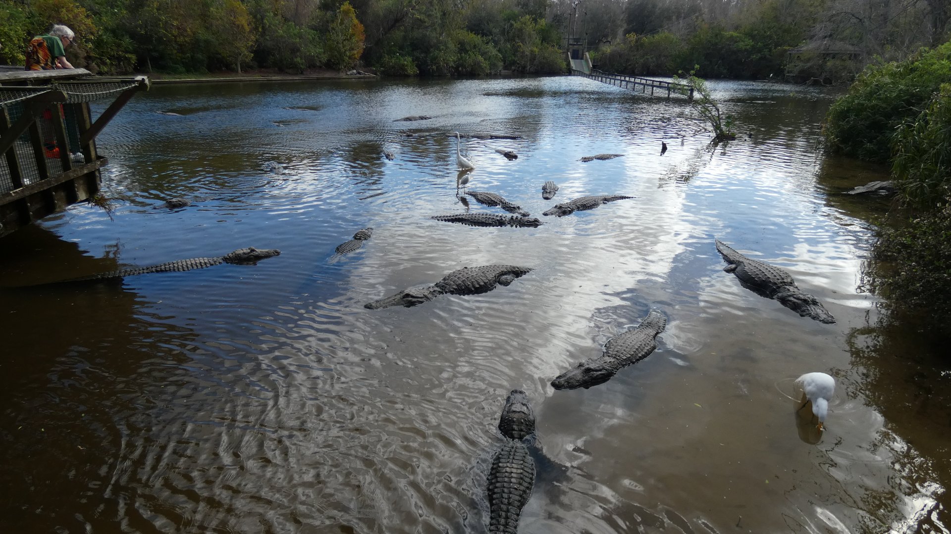 Alligator Breeding Marsh - Jan. 2022