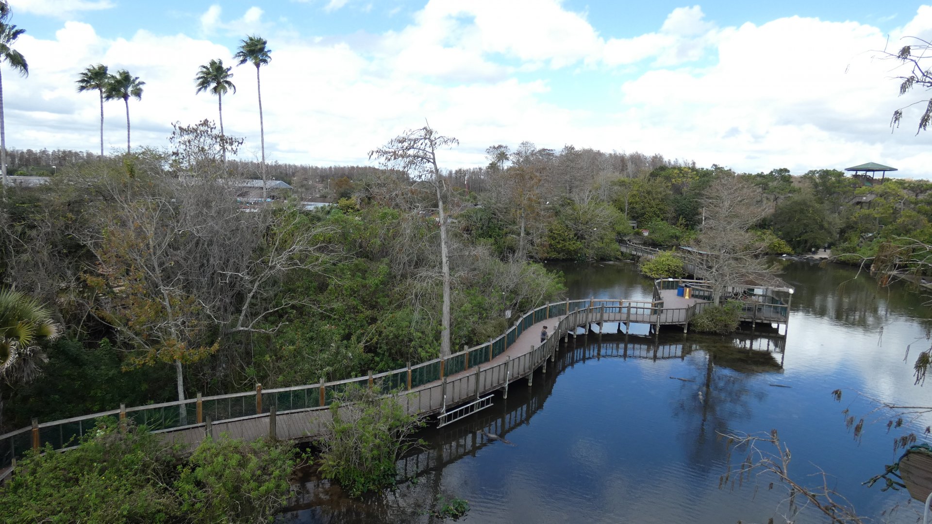 Alligator Breeding Marsh, View from Observation Tower - Jan. 2022