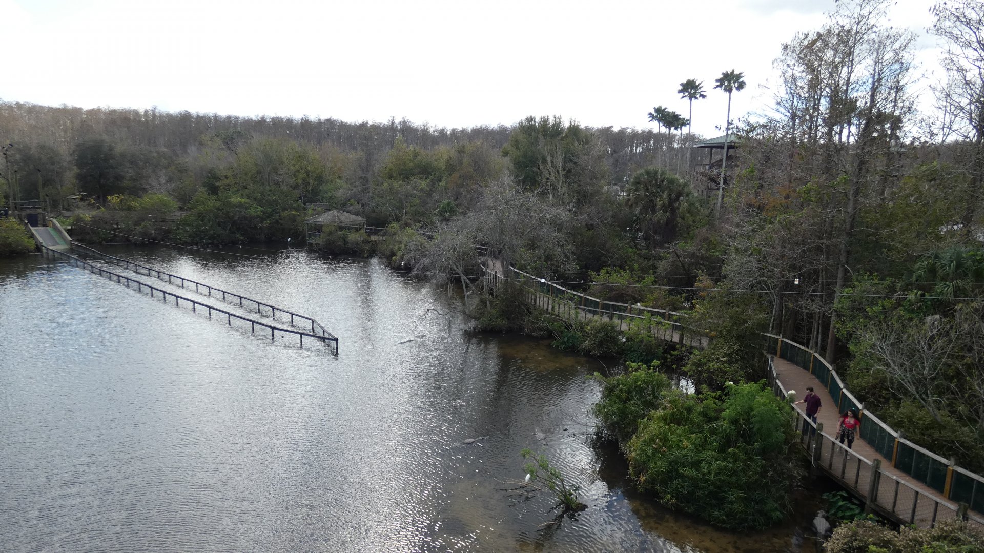 Alligator Breeding Marsh, View from Observation Tower - Jan. 2022