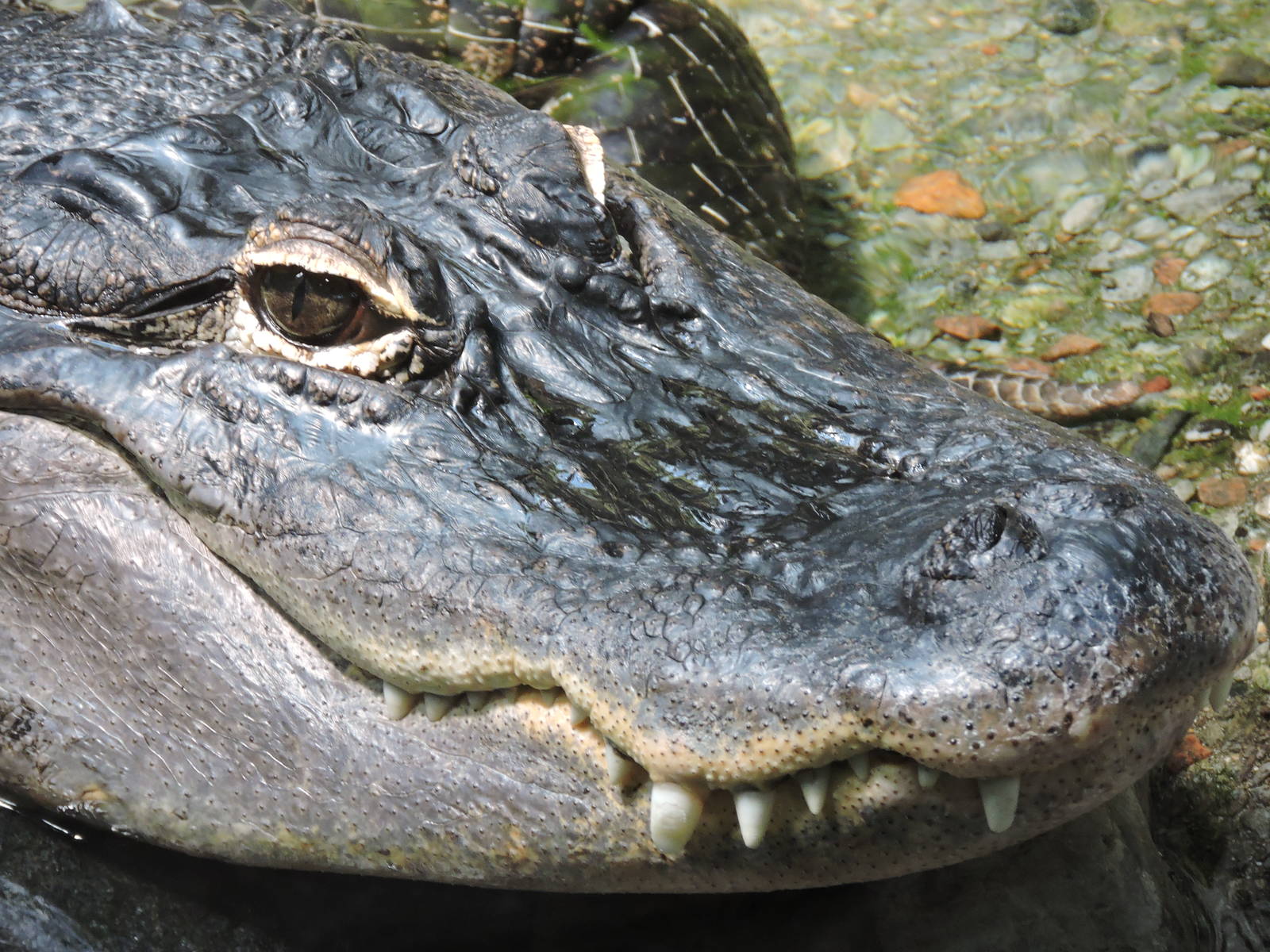 Alligator - Chuckles