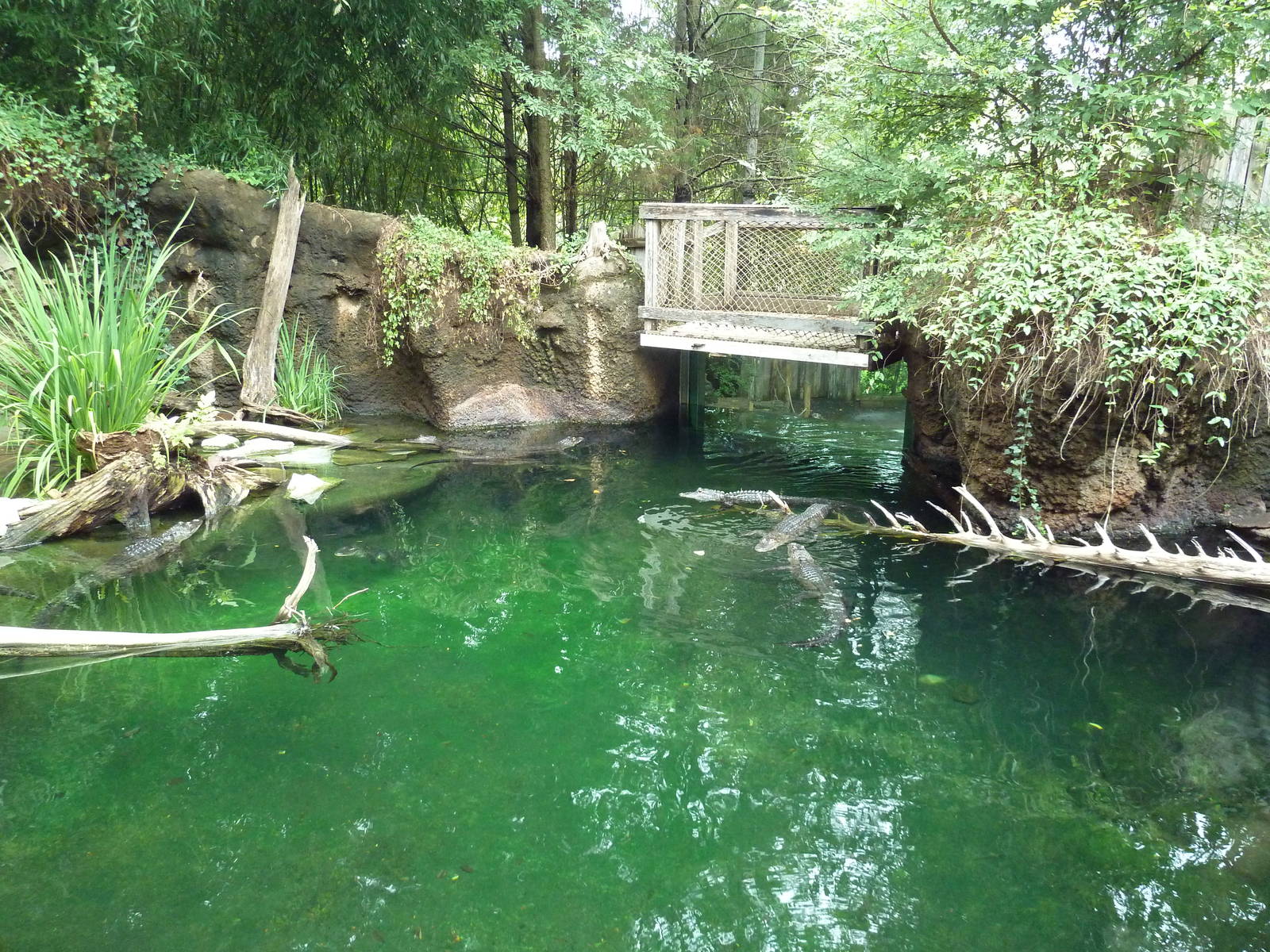 Alligator Cove